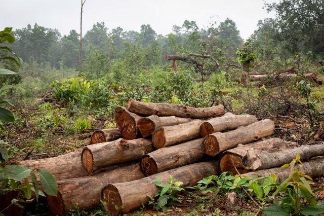हसदेव अरण्य: साढ़े चार लाख पेड़ों को निगल जाएगा अडानी का माइनिंग कारोबार