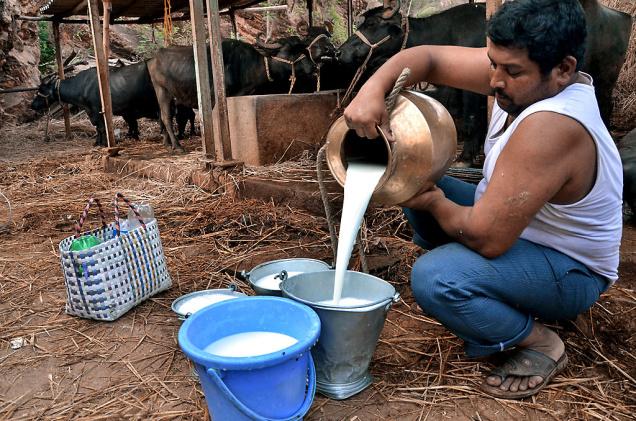 दूध के दाम बढ़ने से कंपनियों को मुनाफा,किसानों के हाथ लगी निराशा!