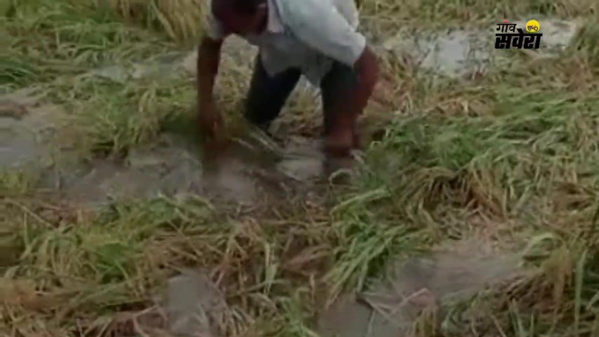 बारिश ने किसानों की नींद हराम की, सरकार अभी चैन की नींद सो रही