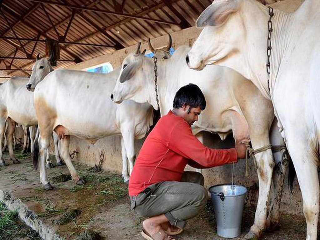 हरियाणा: लंपी वायरस के कारण दूध उत्पादन 20% घटा!