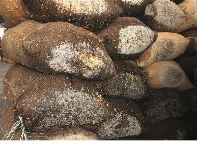 हरियाणा में 42 हजार मीट्रिक टन गेहूं सड़ा, बारिश में धान का भी यही हाल, 68 हजार क्विंटल स्टॉक गायब